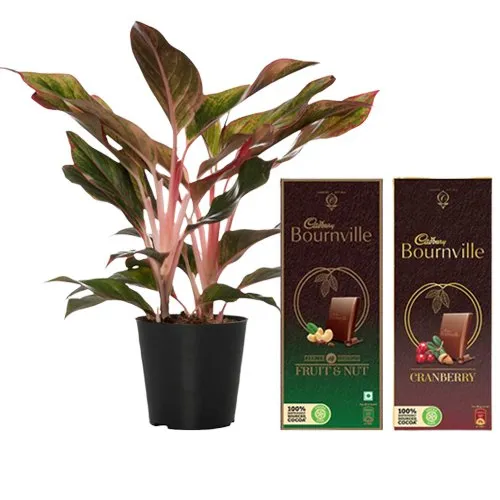 Air Purifying Aglaonema Modestum n Mouth-melting Chocolates