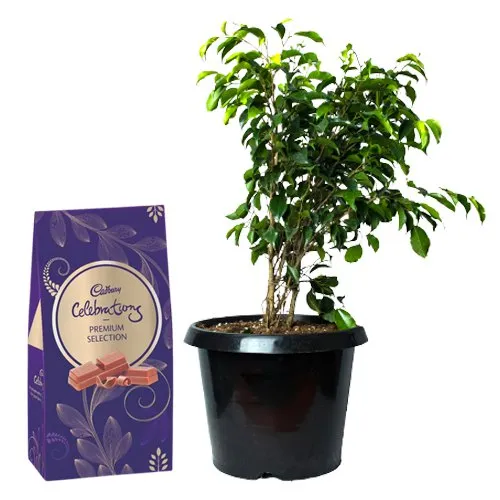 Air Purifying Weeping Fig Plant n Chocolatyness Merger