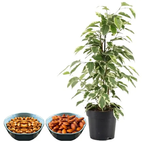 Air Purifying Weeping Fig Plant n Deliciously Healthy Dry Fruits Pair