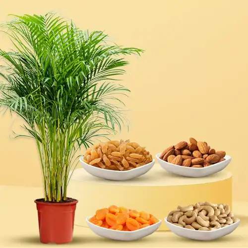 Air Purifying Areca Palm Plant with Healthy Dried Fruits