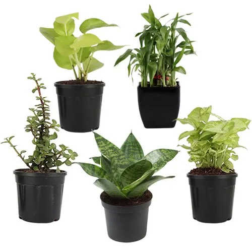Dews of Hope - 5 Air Purifying Plants Set