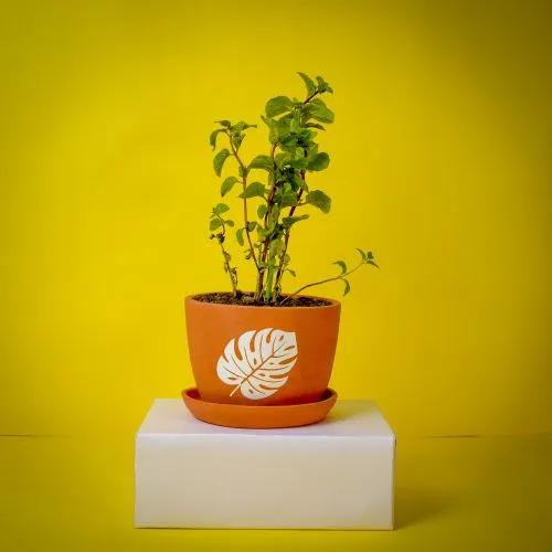 Aromatic Pudina Plant with Pot