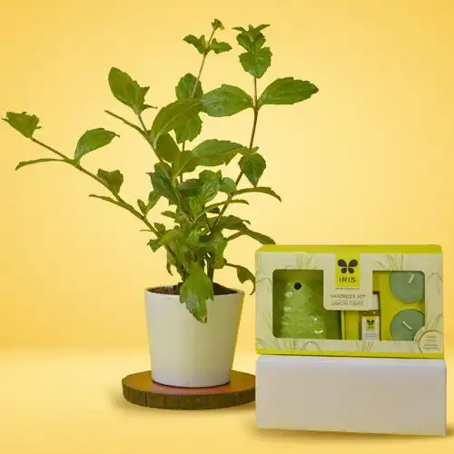 Graceful Combo of Vringraj Plant with Iris Lemon Grass Vaporizer Set