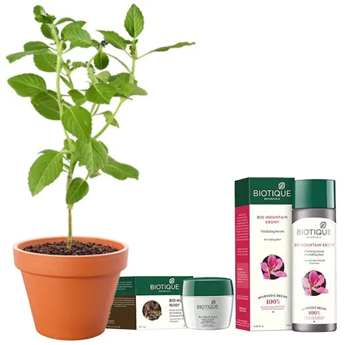 Ethereal Combo of Vringraj Plant with Biotique Hair Pack N Anti-Hairfall Serum