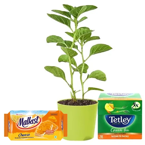 Healthy Gift of Aswagandha Plant with Tetley Green Tea N Cheese Crackers