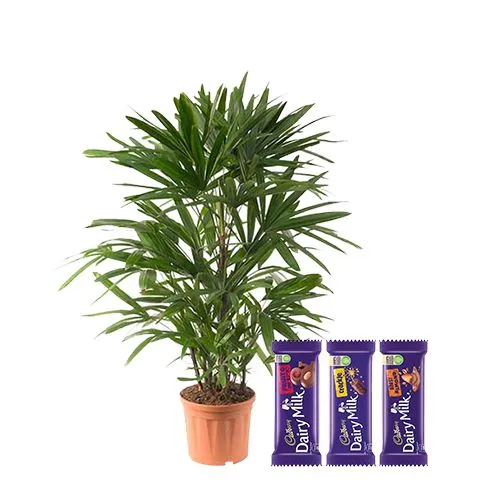 Evergreen Raphis Palm Plant with Chocolaty Blast