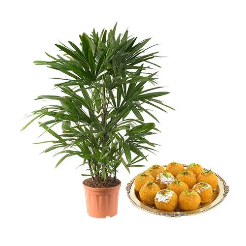 Air purifying Raphis Palm Plant with Sweet Treat