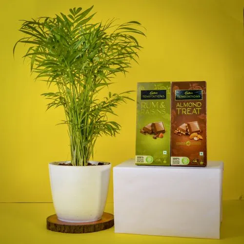 Evergreen Table Palm Plant with Assorted Cadbury Temptations Treat