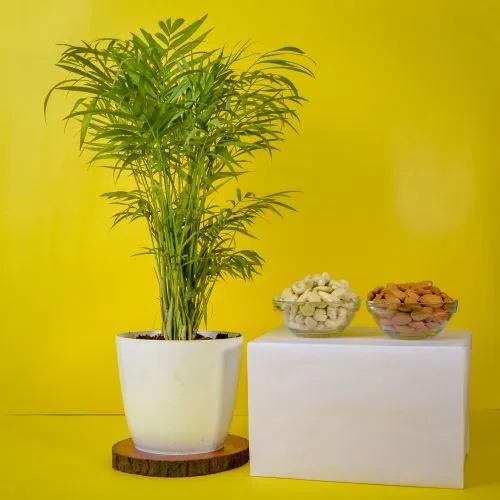 Cheerful Table Palm Plant with Assorted Dry Fruits Bliss