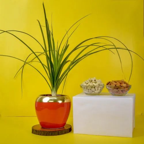 Nurturing Air Purifying Pony Tail Palm Plant N Dry Fruits Combo