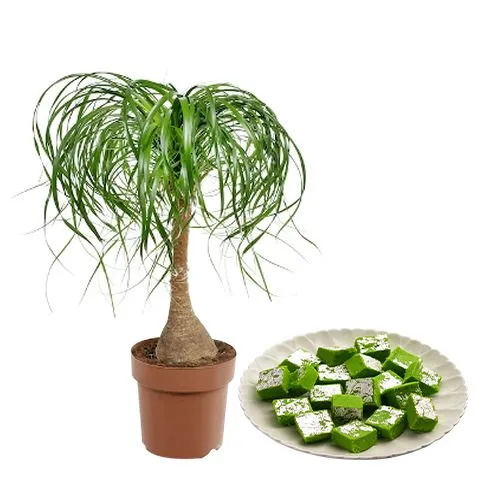 Gorgeous Combo of Air Purifying Pony Tail Palm with Mawa Pista Barfi