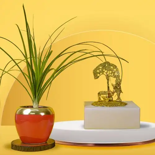 Air Purifying Potted Pony Tail Palm Plant with Metal Krishna with Cow Statue