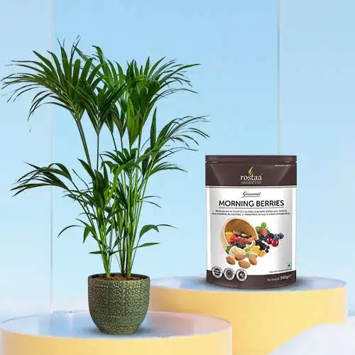 Air Purifying Kentia Palm Plant with Berries Combo