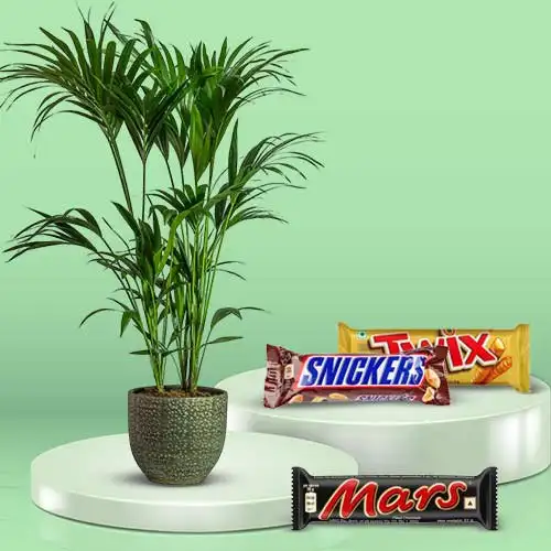 Gorgeous Combo of Kentia Palm Plant N Assorted Chocolates