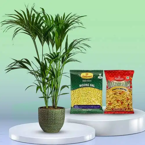 Graceful Kentia Palm Plant with Assorted Snacks Combo