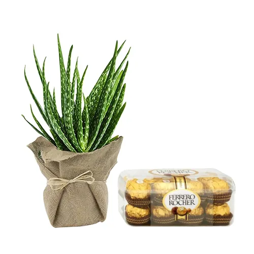 Remarkable Jute Wrapped Aloe Vera Plant with Ferrero Rocher Chocolate