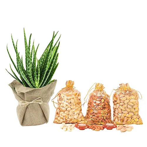 Refreshing Jute Wrapped Aloe Vera Plant with Dry Fruits Delight