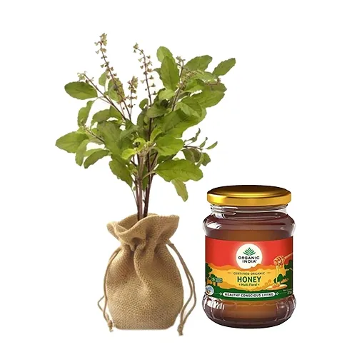 Stay Healthy Gift of Jute Wrapped Tulsi Plant with Organic India Honey