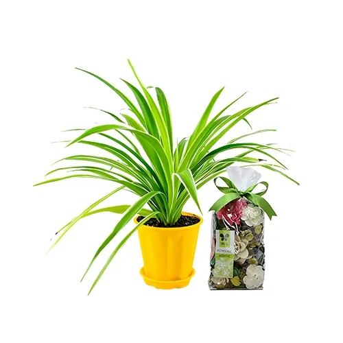 Best Air Purifying Spider Plant with IRIS Potpourri