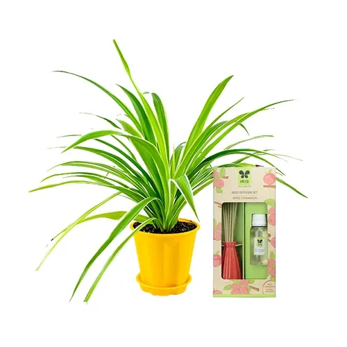 Breathtaking Combo of Spider Plant N IRIS Reed Diffuser Set