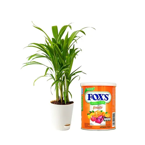 Amazing Areca Plant with Foxs Candy Combo Gift