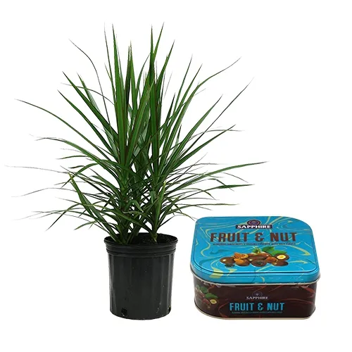 Classic Pair of Dracena Plant with Sapphire Fruit N Nut