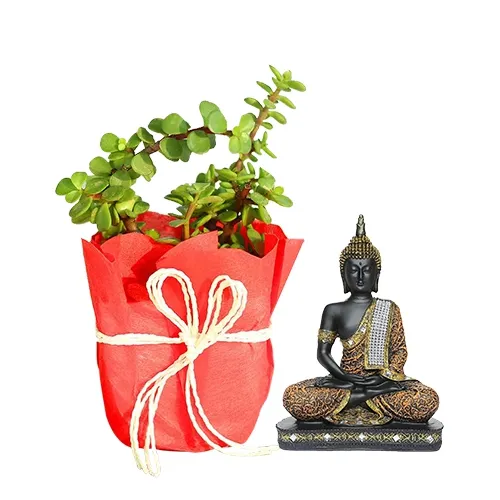 Amazing Combo of Jade Plant N Sitting Buddha Idol