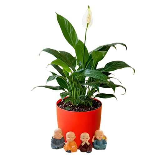 Everblooming Peace Lily Plant with Baby Buddha Gift Set