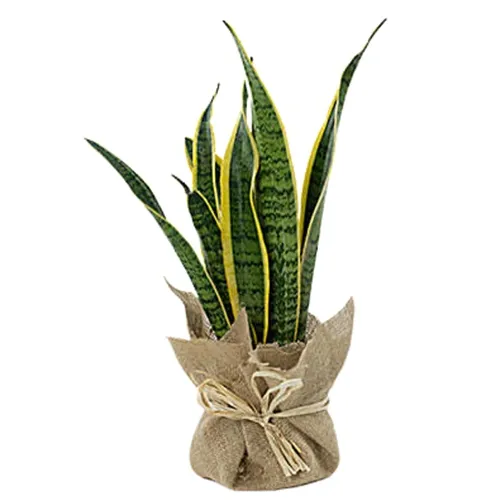 Enchanting Jute Wrapped Snake Plant Gift