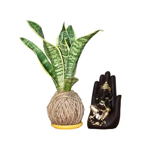 Impressive Gift of Jute Wrapped Snake Plant N Handcrafted Palm Ganesha