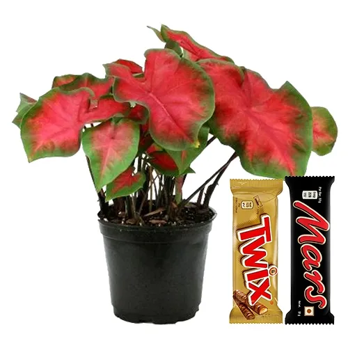 Charming Potted Caladiums Plants with Chocolaty Treat