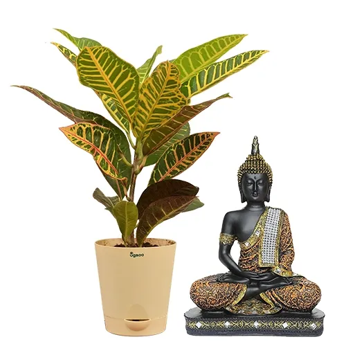 Exclusive Pair of Crotons Plant N Sitting Buddha Idol
