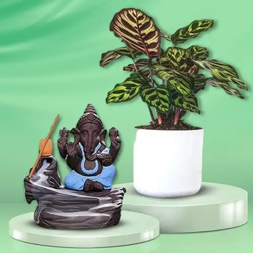 Premium Selection of Calatheas Plant N Bal Ganesha Showpiece