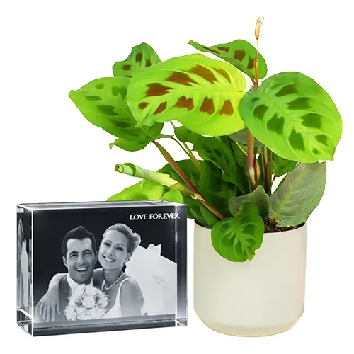 Splendid Combo of Maranta Plant N Personalized Glass Paper Weight