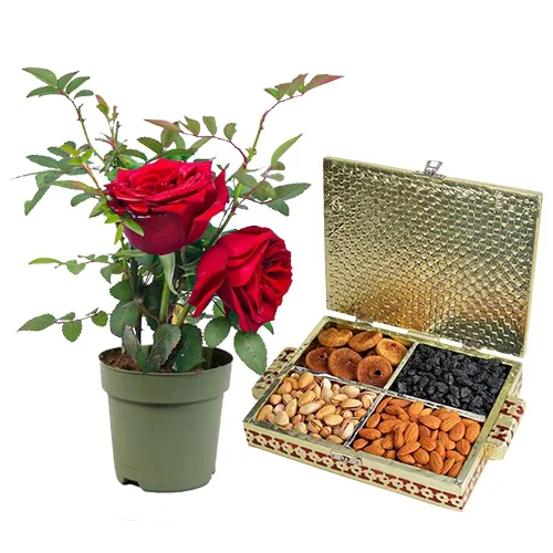 Romantic Red Rose Plant with Assorted Dry Fruits