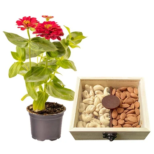 Colorful Zinnia Plant N Assorted Dried Fruits Combo