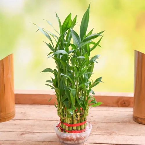 Auspicious 2 Tier Lucky Bamboo Plant in Glass Pot<br>