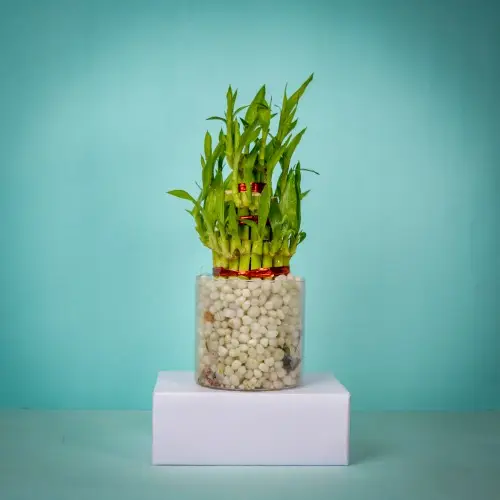 Captivating 3 Layer Good Luck Bamboo Plant in Glass Pot<br>