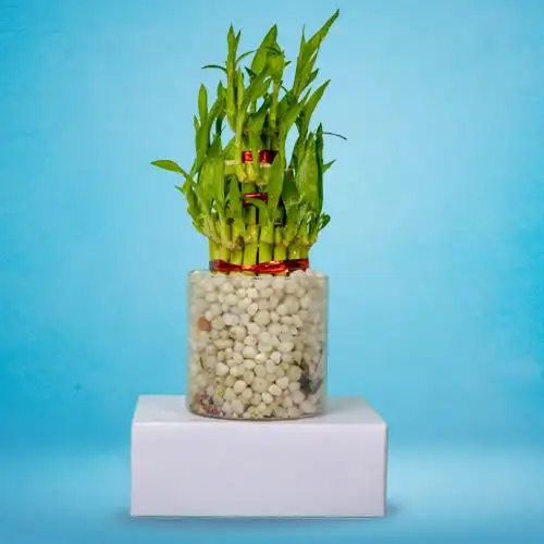 Attractive Gift of Three Tier Lucky Bamboo in Glass Pot