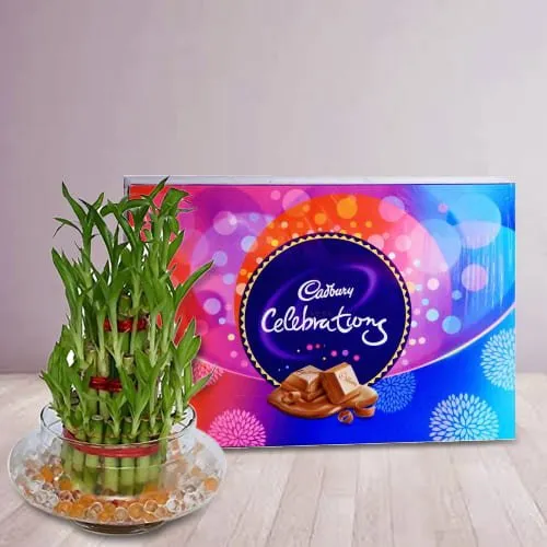 Buy 2 Tier Lucky Bamboo Plant with Cadbury Celebrations Pack