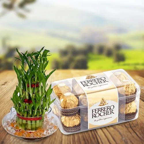 Shop for 2 Tier Lucky Bamboo Plant with Ferrero Rocher Chocolates