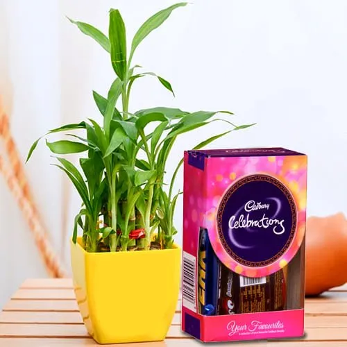 Marvelous 2 Tier Lucky Bamboo Plant with Cadbury Celebrations Mini Pack