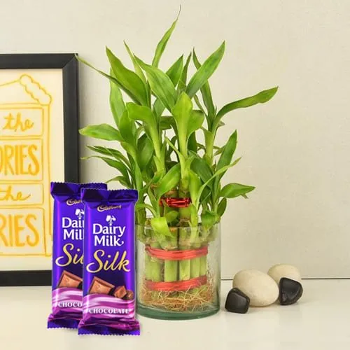 Buy 2 Tier Bamboo Plant with Cadbury Dairy Milk Silk Chocolates