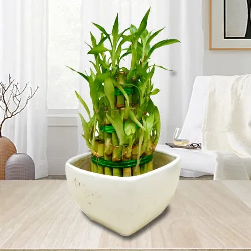 Blossoming 3 Tier Lucky Bamboo Plant in Ceramic Pot