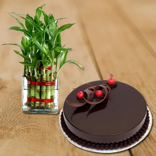 Captivating Happy Birthday Present of 2 Tier Lucky Bamboo Plant in Glass Pot with Chocolate Cake