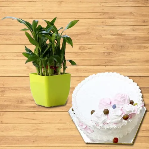 Shop for 2 Tier Lucky Bamboo Plant with Vanilla Cake