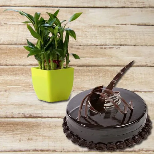 Shop for 2 Tier Lucky Bamboo Plant with Chocolate Truffle Cake
