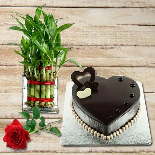Send 2 Tier Lucky Bamboo Plant with Chocolate Cake N Red Rose