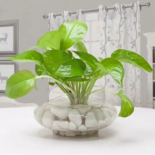 Buy Money Plant in Glass Vase