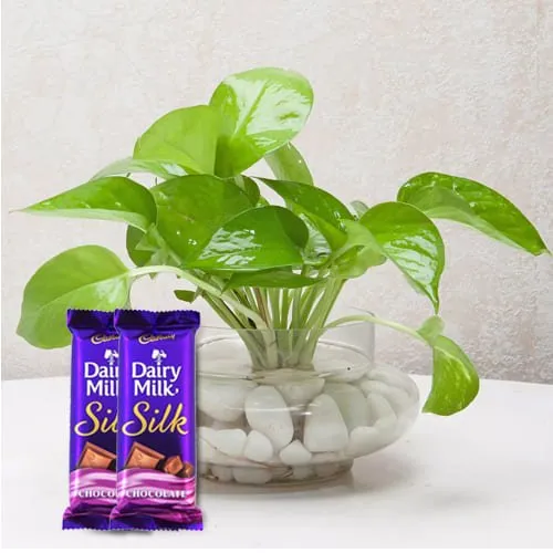 Captivating Selection of Money Plant with Cadbury Dairy Milk Silk<br>